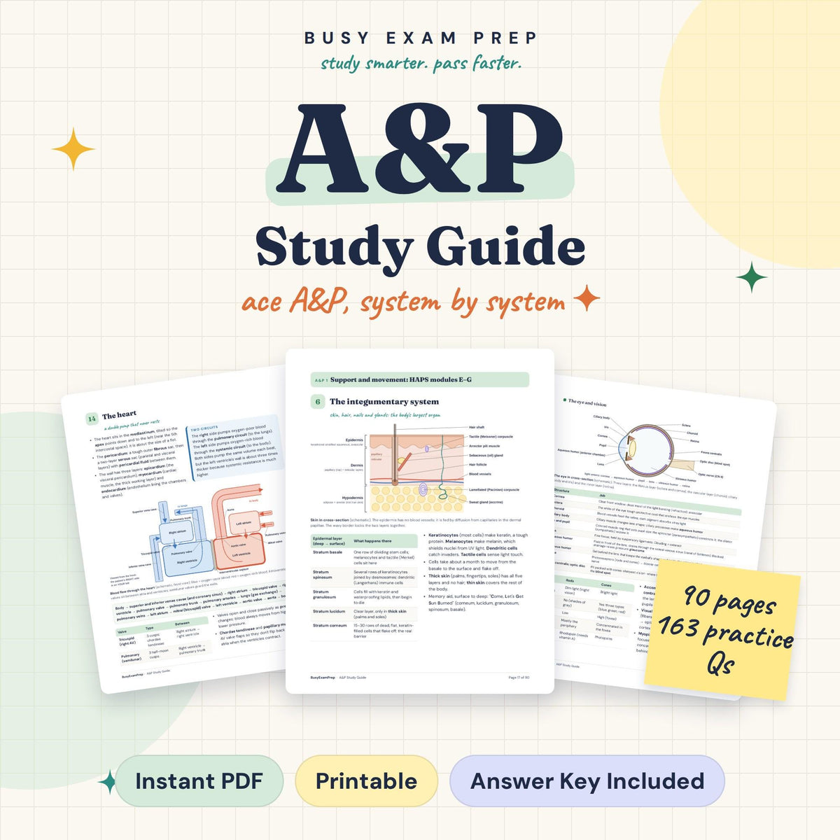 A&P Study Guide for Nursing Students digital cover, 90 pages