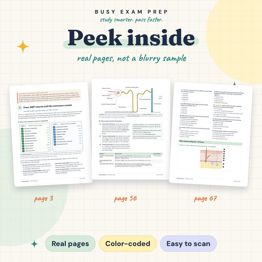 A&P Study Guide for Nursing Students existing interior previews