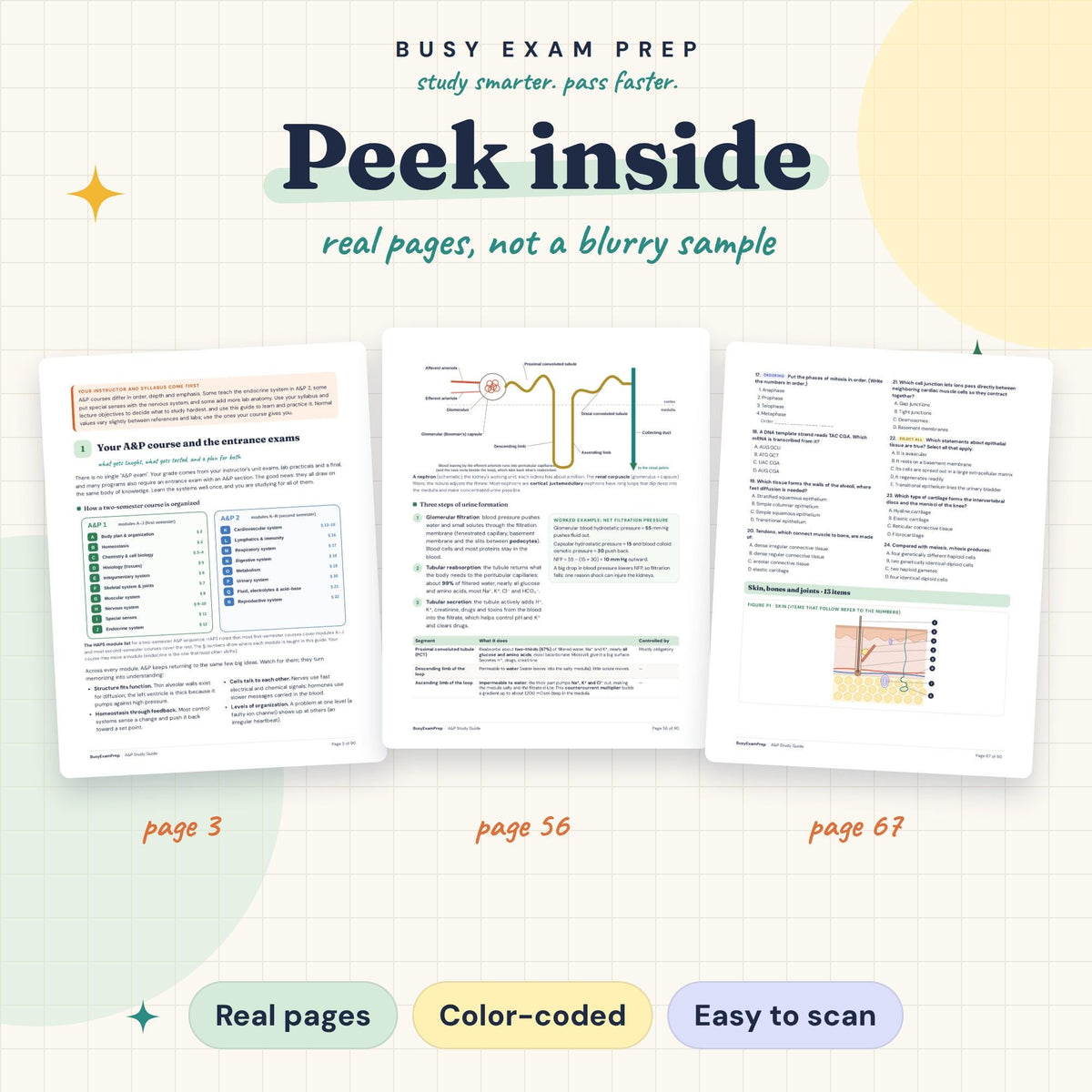 A&P Study Guide for Nursing Students existing interior previews